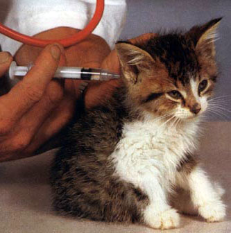 Cat vaccination