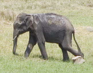 Photographic evidence of the elusive pygmy elephant.