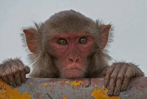 rhesus macaque