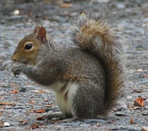 The NSA is using 'cyborg' Squirrels to eavesdrop on the Iranian nuclear weapons program.